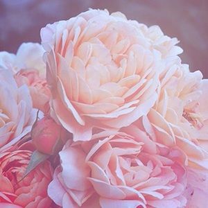 Meet your Posher, Isabella